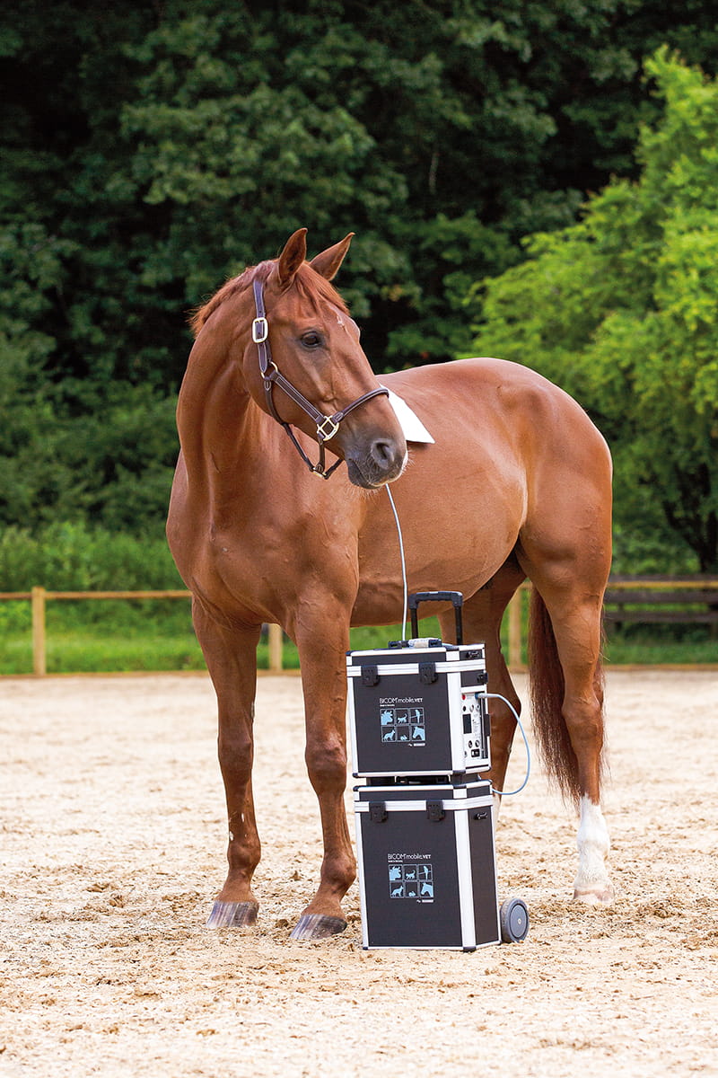 BitFitterCo-bioresonance-equine-1